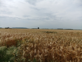 Ihr Partner fr Umweltgutachten: IVÖR