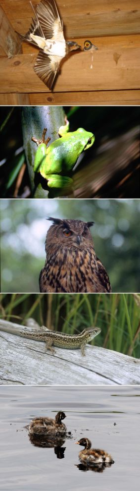 Ihr Partner fr Umweltgutachten: IVÖR