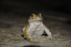 Ihr Partner fr Umweltgutachten: IVÖR