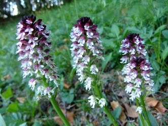 Ihr Partner fr Umweltgutachten: IVÖR