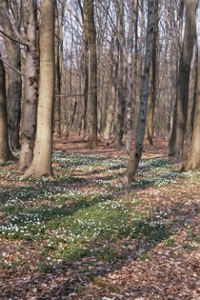 Forschungs- und Entwicklungsvorhaben