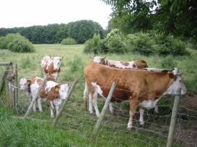 Ihr Partner fr Umweltgutachten: IVÖR