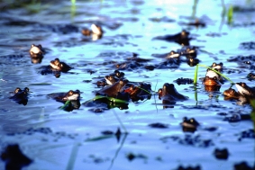 Ihr Partner fr Umweltgutachten: IVÖR