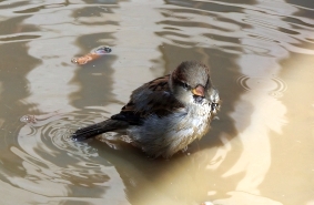 Ihr Partner fr Umweltgutachten: IVÖR